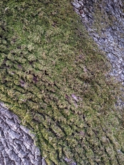 Pseudisothecium myosuroides