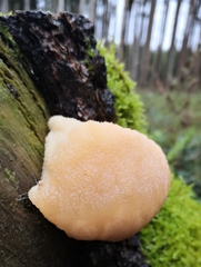 Climacocystis borealis