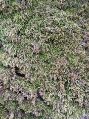 Pseudisothecium myosuroides