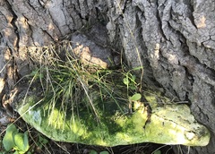 Rigidoporus populinus