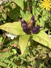 Gentiana clausa