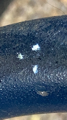 Grylloprociphilus imbricator