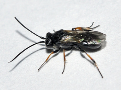 Cheloninae