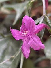 Ruellia