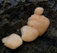 Climacocystis borealis