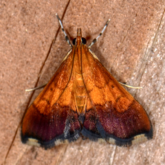 Pyrausta bicoloralis