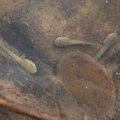 Rhacophorus malabaricus