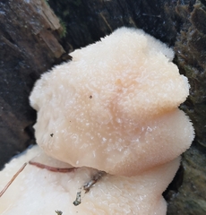 Climacocystis borealis