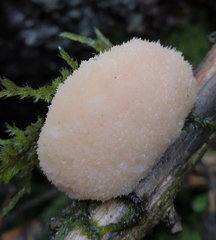 Climacocystis borealis