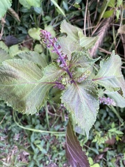 Perilla