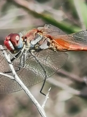 Sympetrum fonscolombii