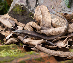 Eutropis carinata