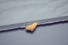 Glaphyria sesquistrialis