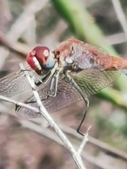 Sympetrum fonscolombii