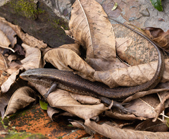 Eutropis carinata