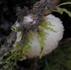 Climacocystis borealis