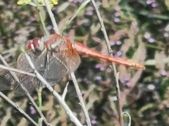 Sympetrum fonscolombii