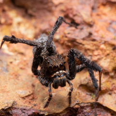 Portia labiata