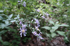 Symphyotrichum shortii