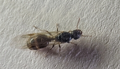Tetramorium caespitum