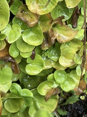 Parnassia asarifolia