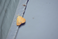 Glaphyria sesquistrialis