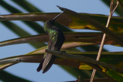 Anthracothorax aurulentus