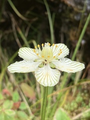 Parnassia asarifolia