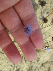 Jasione montana