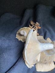 Russulaceae