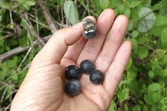 Passiflora auriculata