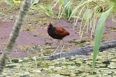 Jacana jacana
