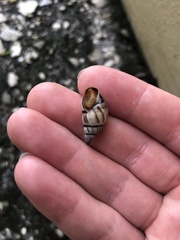 Drymaeus multilineatus