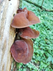 Auricularia auricula-judae