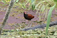 Jacana jacana