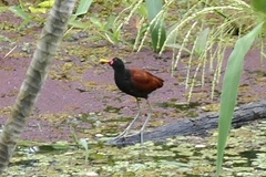 Jacana jacana