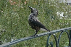 Nucifraga caryocatactes