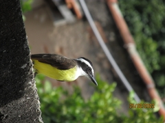 Pitangus sulphuratus