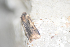 Feltia subterranea