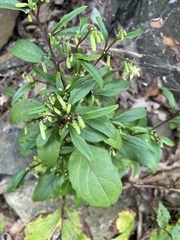 Nabalus trifoliolatus