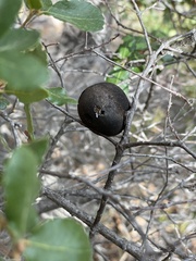 Andricus quercuscalifornicus