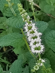 Mentha suaveolens