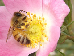 Apis mellifera