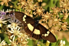 Acraea aganice aganice
