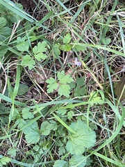 Geranium robertianum