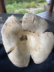 Russulaceae