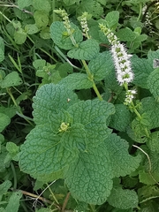 Mentha suaveolens