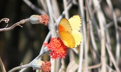 Belenois thysa thysa