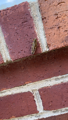 Melanoplus bivittatus