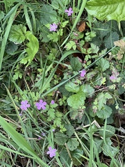 Geranium robertianum
